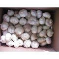Chinesa Alho Branco Normal (4,5cm 5,0cm 5,5cm 6,0cm e mais)